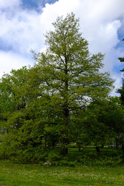 May tree photo
