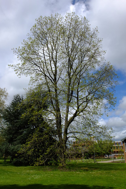 May tree photo
