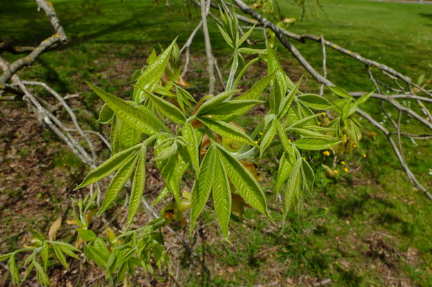 May close-up photo