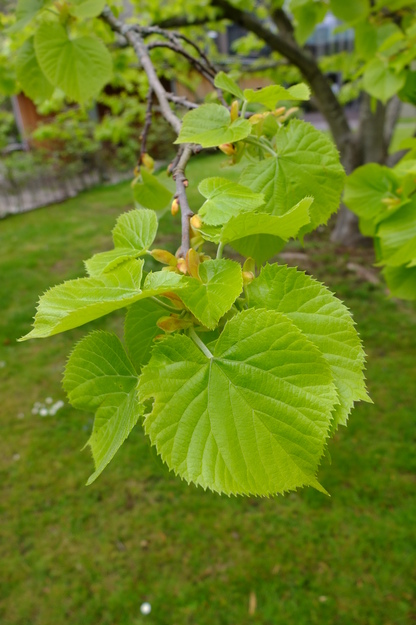 May close-up photo