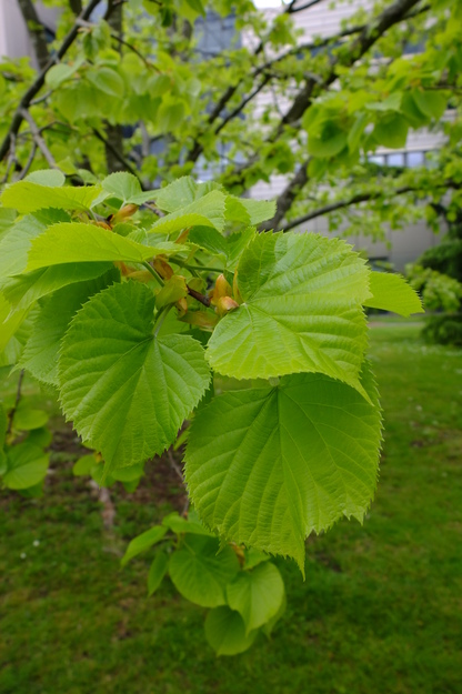 May close-up photo