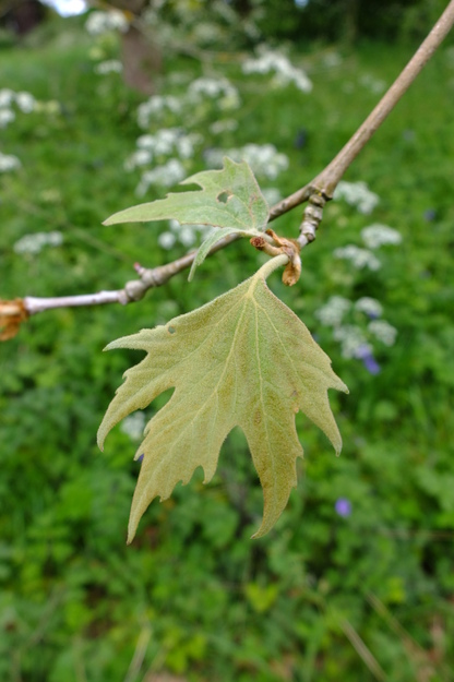 May close-up photo