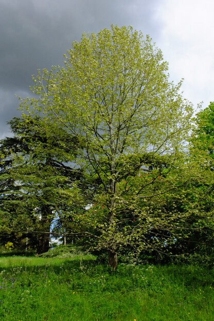 May tree photo