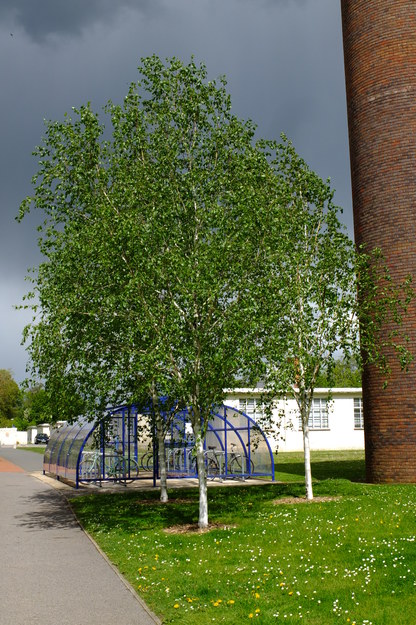 May tree photo