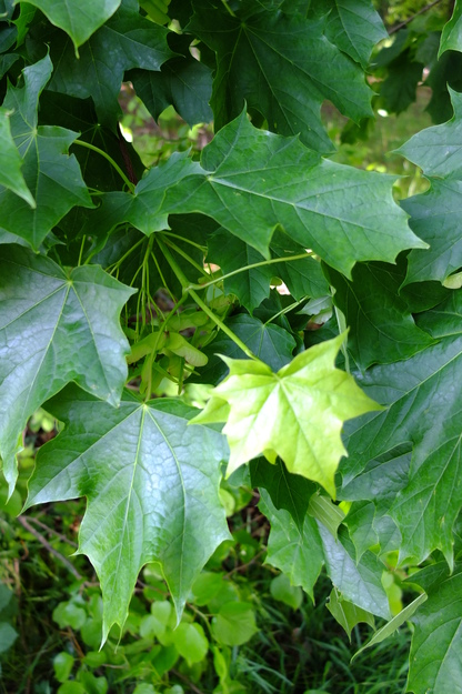 May close-up photo