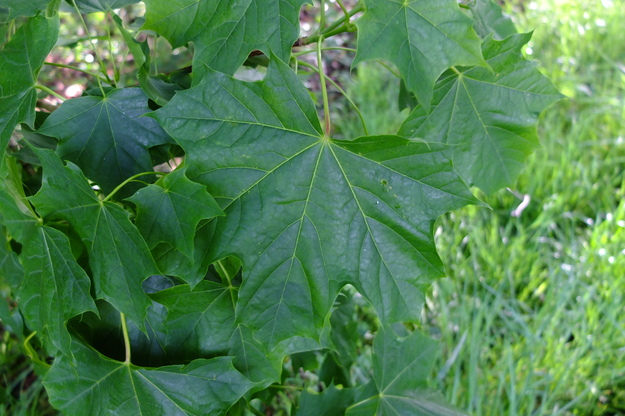 May close-up photo