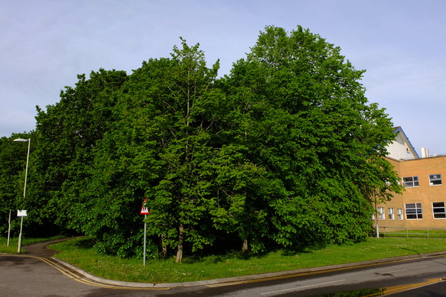 May tree photo