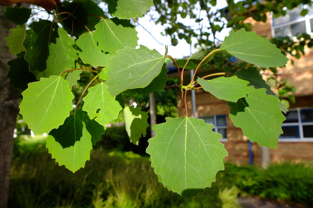 May close-up photo