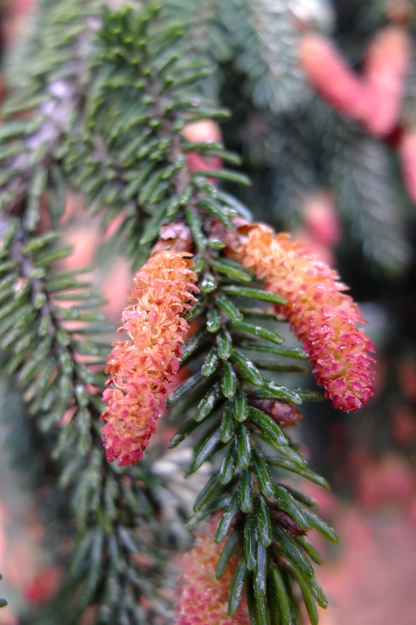 May close-up photo