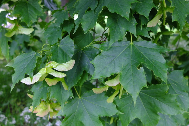 May close-up photo