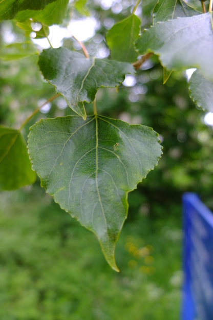 May close-up photo