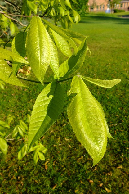 May close-up photo