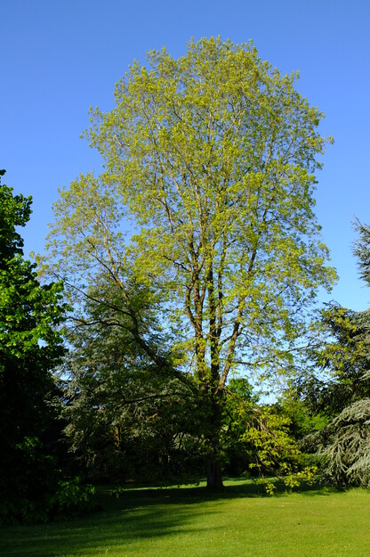 May tree photo