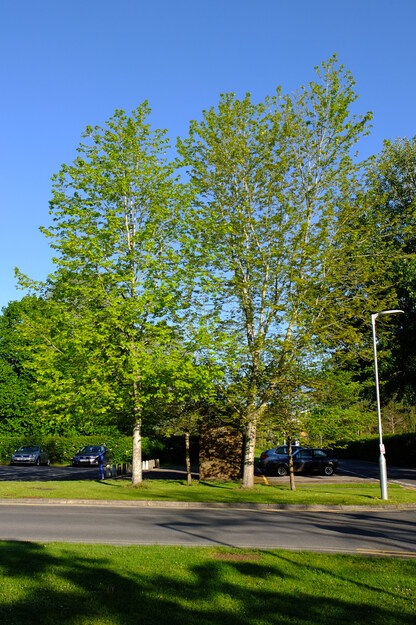 May tree photo