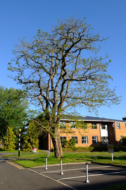 May tree photo