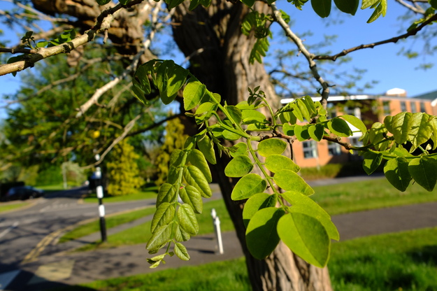 May close-up photo