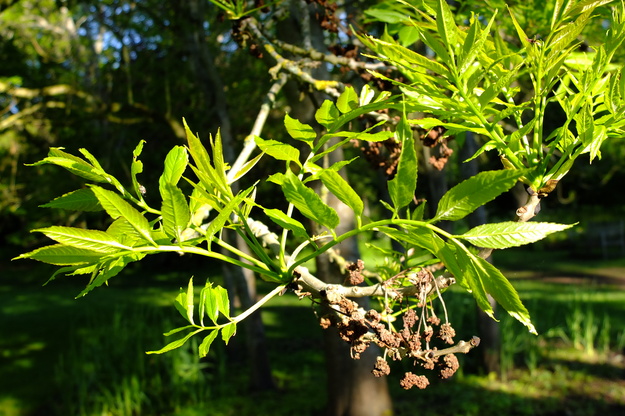 May close-up photo