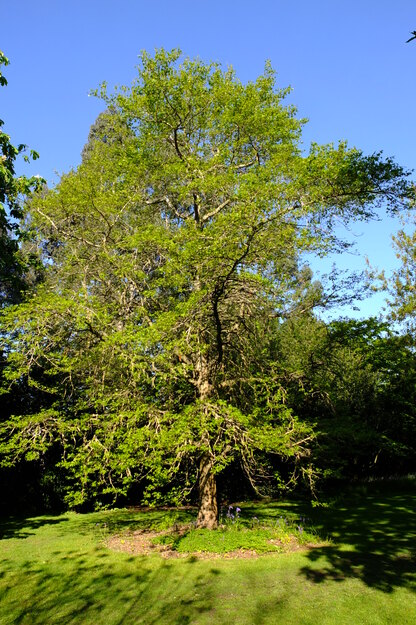 May tree photo