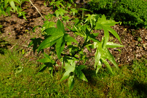 May close-up photo