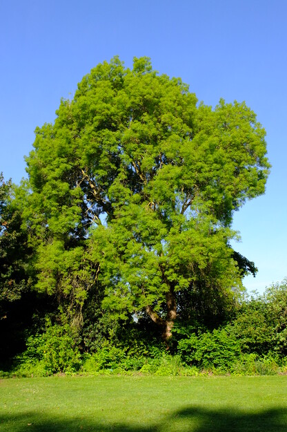 May tree photo