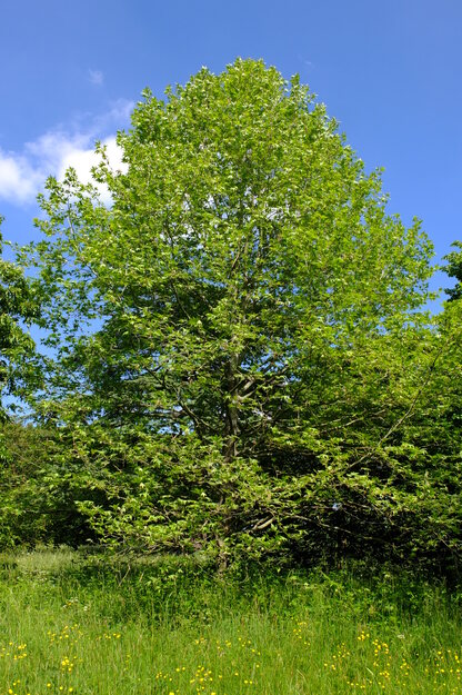 June tree photo
