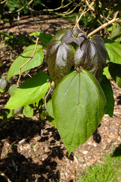 June close-up photo