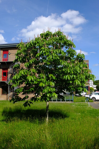 June tree photo