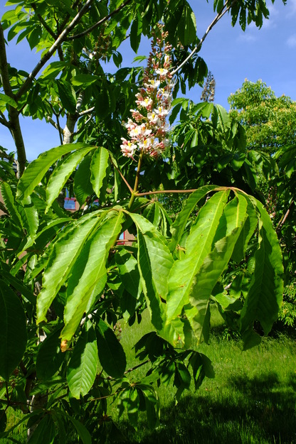 June close-up photo