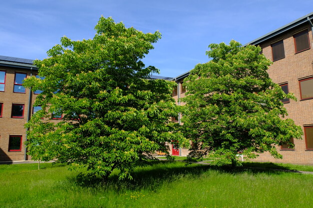 June tree photo