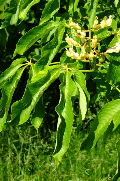 June close-up photo