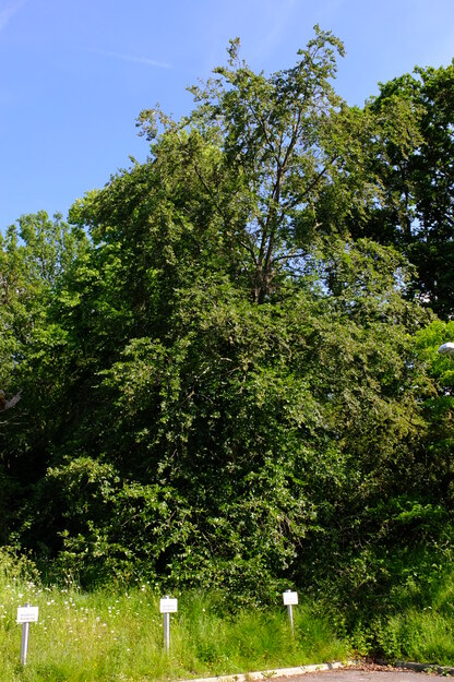 June tree photo