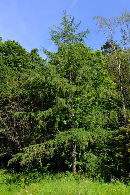 June tree photo
