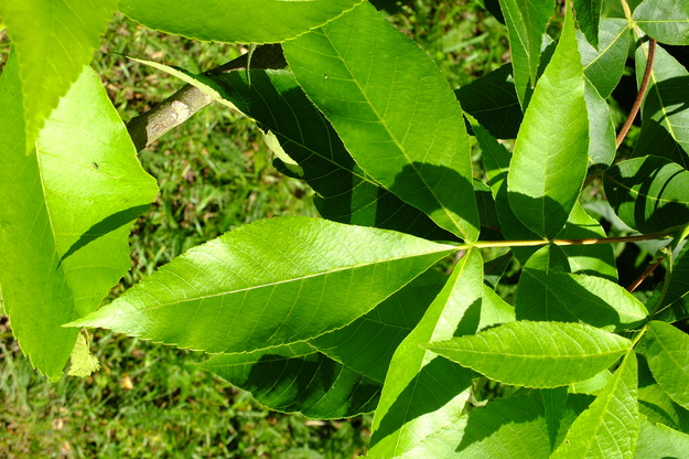 June close-up photo