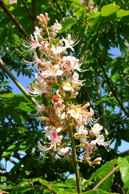 June close-up photo