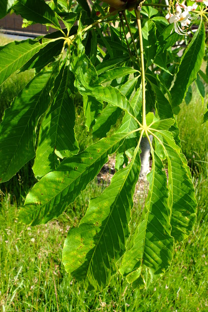 June close-up photo