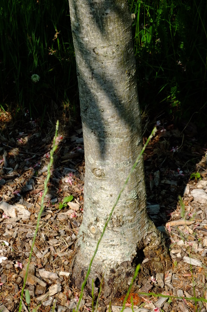 June close-up photo