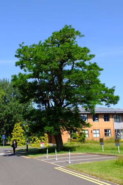 June tree photo