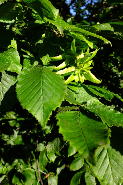 July close-up photo