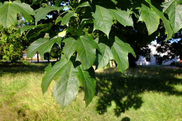 July close-up photo