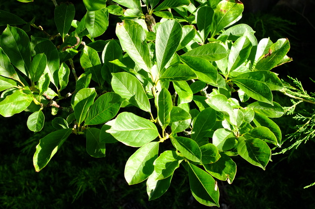 July close-up photo