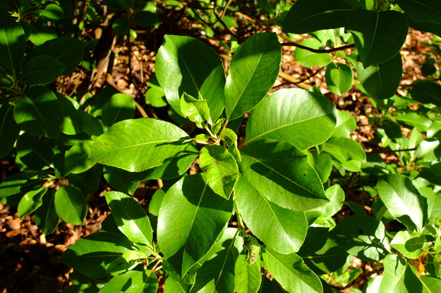 July close-up photo