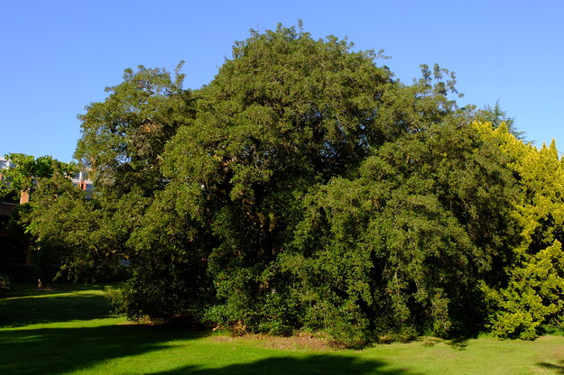 July tree photo