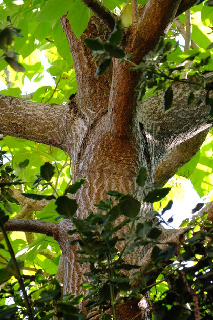 July close-up photo