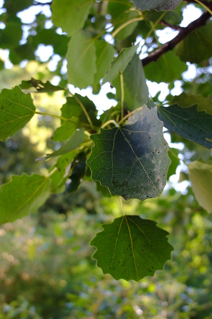 July close-up photo