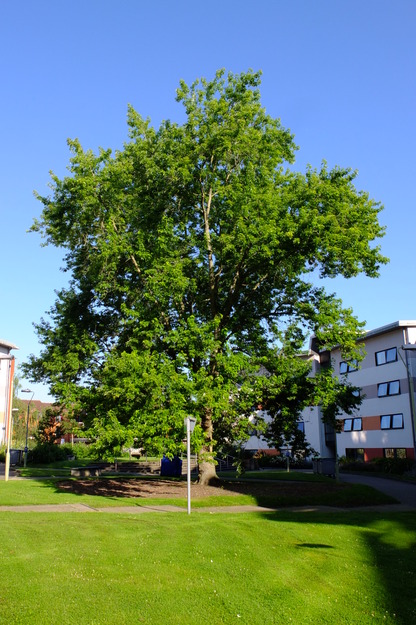July tree photo