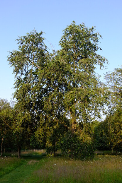 July tree photo