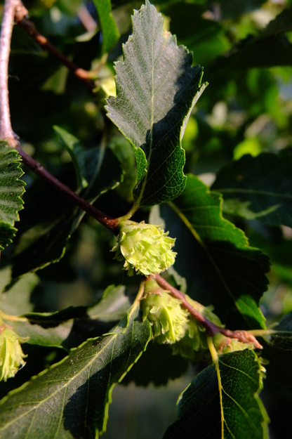 July close-up photo