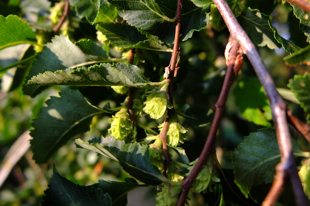 July close-up photo