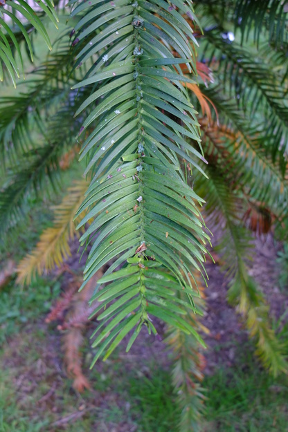 July close-up photo