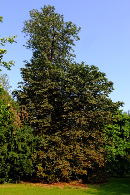 July tree photo